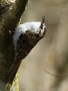 Eurasian Treecreeper