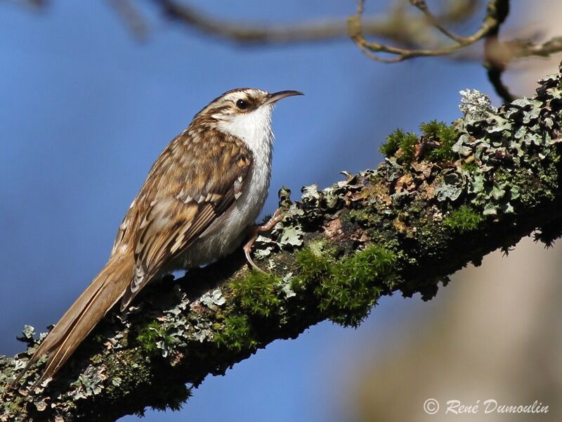 Eurasian Treecreeper