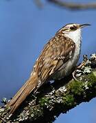 Eurasian Treecreeper