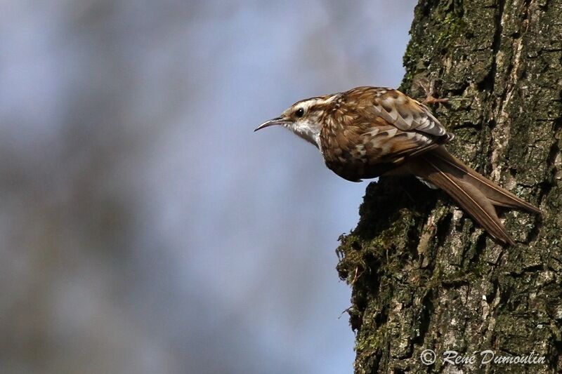 Eurasian Treecreeperadult, identification