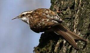 Eurasian Treecreeper