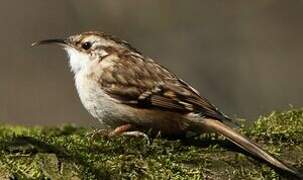 Short-toed Treecreeper