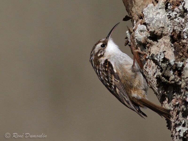 Short-toed Treecreeperadult, identification