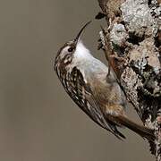 Short-toed Treecreeper