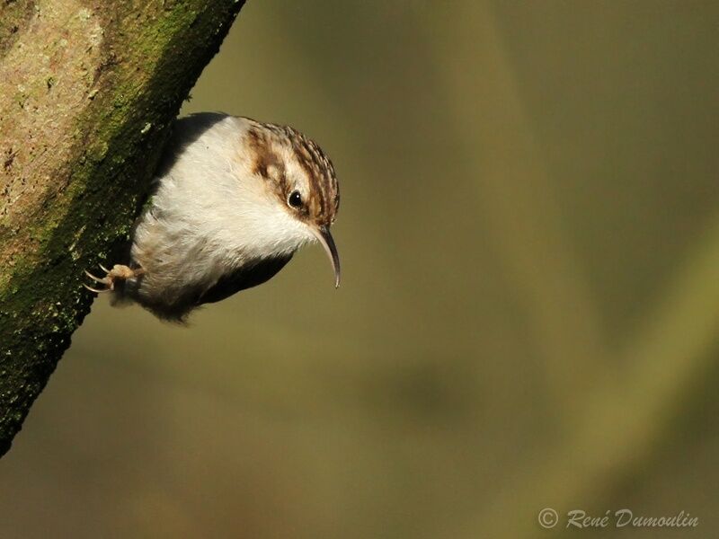 Short-toed Treecreeperadult, identification