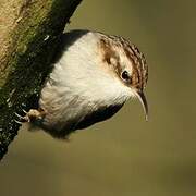 Short-toed Treecreeper