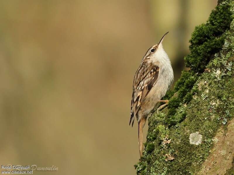 Short-toed Treecreeperadult, identification