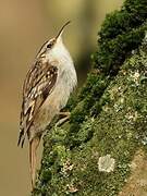 Short-toed Treecreeper