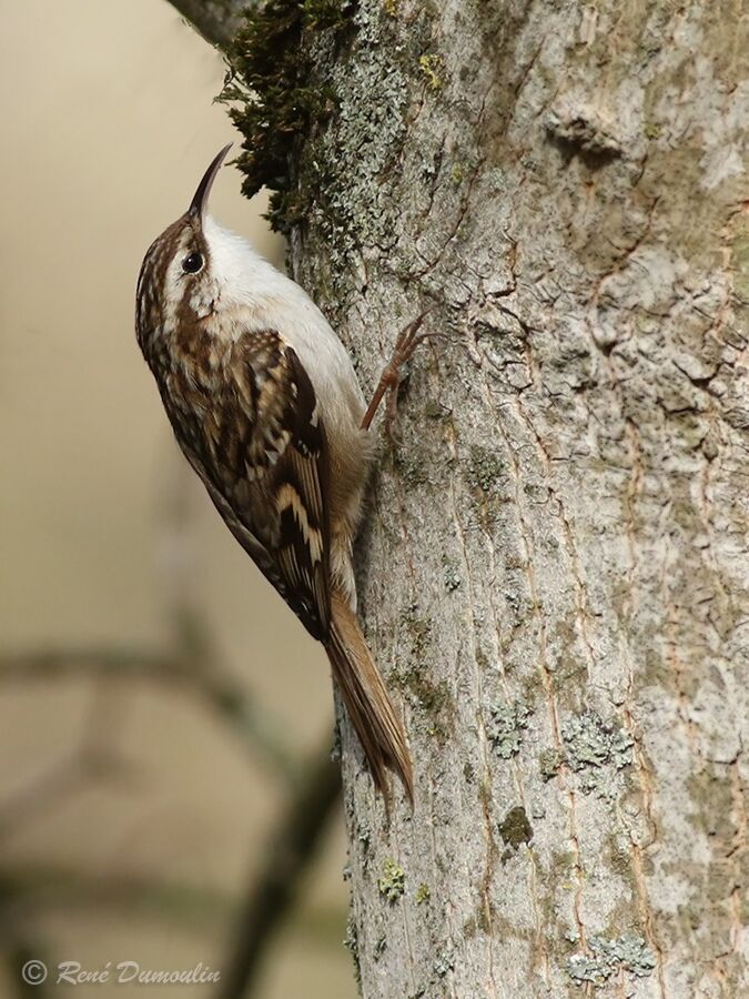 Short-toed Treecreeperadult, identification