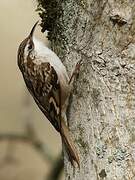 Short-toed Treecreeper