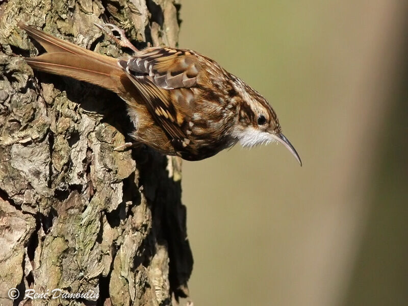 Short-toed Treecreeperadult, identification