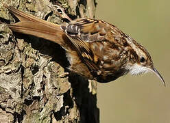 Short-toed Treecreeper