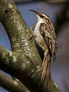 Short-toed Treecreeper