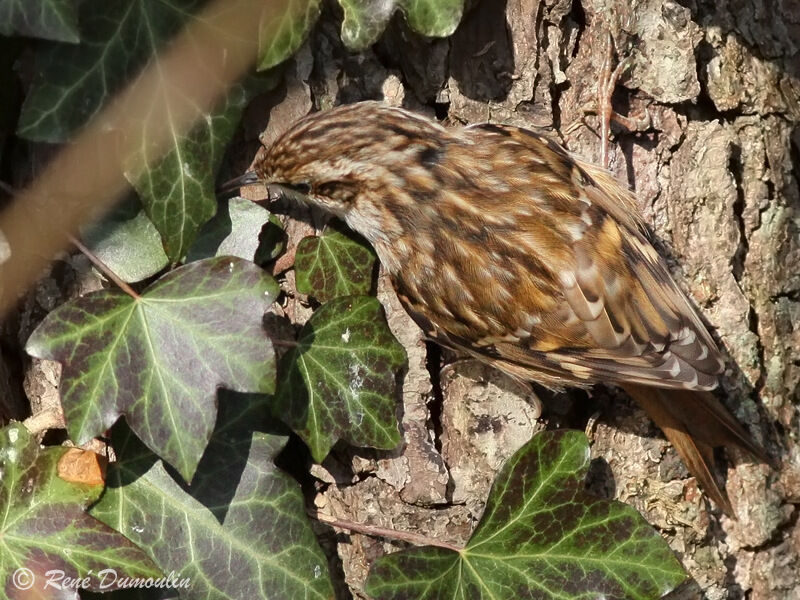 Short-toed Treecreeperadult, identification