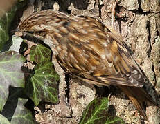 Short-toed Treecreeper