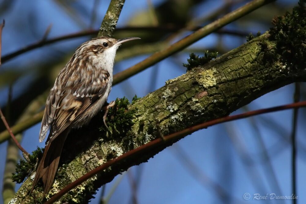 Short-toed Treecreeperadult, identification