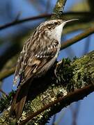 Short-toed Treecreeper