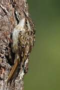 Short-toed Treecreeper