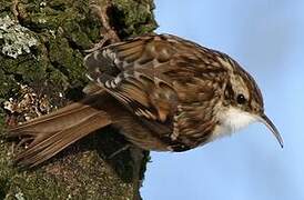 Short-toed Treecreeper