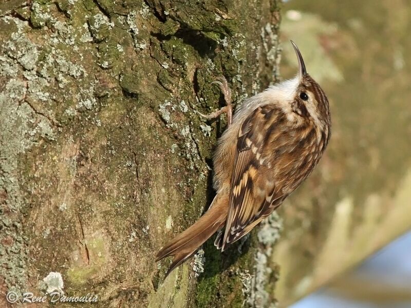 Short-toed Treecreeperadult, identification