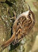 Short-toed Treecreeper