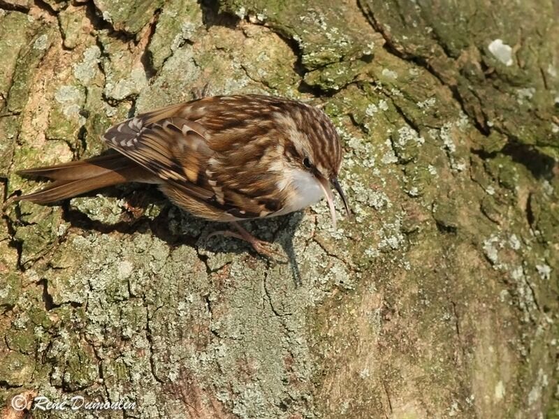 Short-toed Treecreeperadult, identification