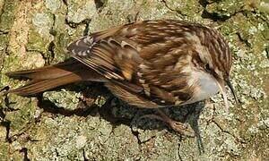 Short-toed Treecreeper