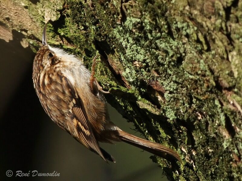 Short-toed Treecreeperadult, identification