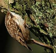 Short-toed Treecreeper