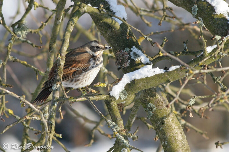 Grive à ailes rousses1ère année, identification