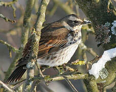 Dusky Thrush