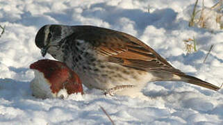 Dusky Thrush