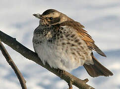 Dusky Thrush