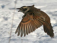 Dusky Thrush