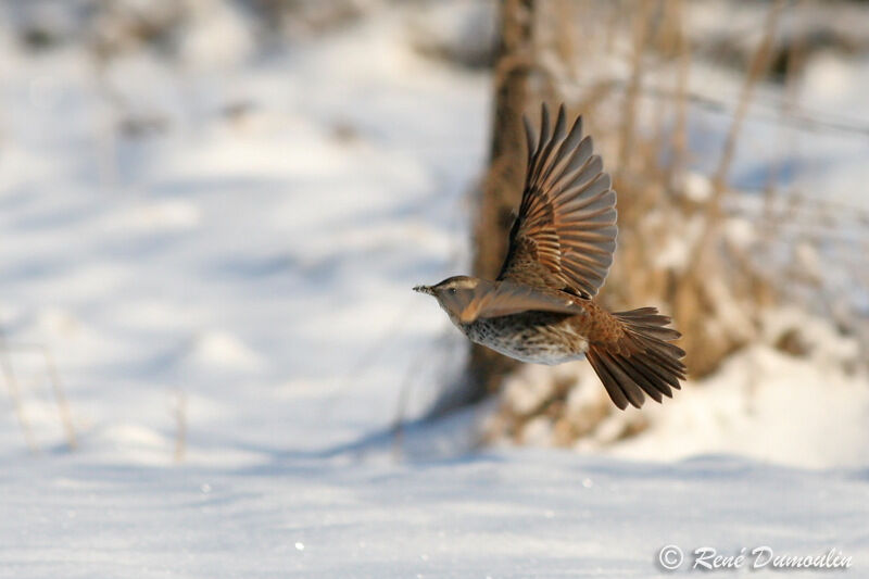 Dusky ThrushFirst year, Flight