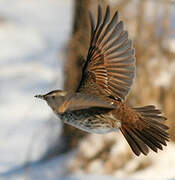 Dusky Thrush