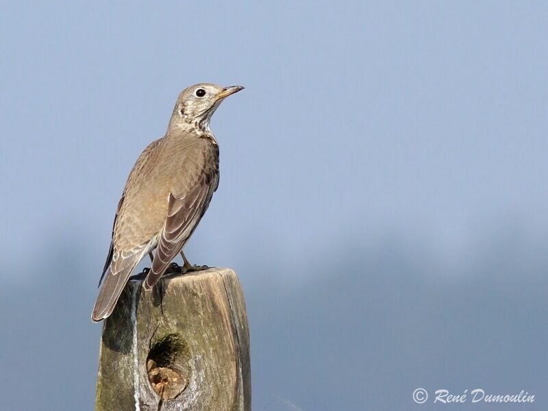 Grive draineadulte, identification