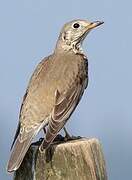 Mistle Thrush