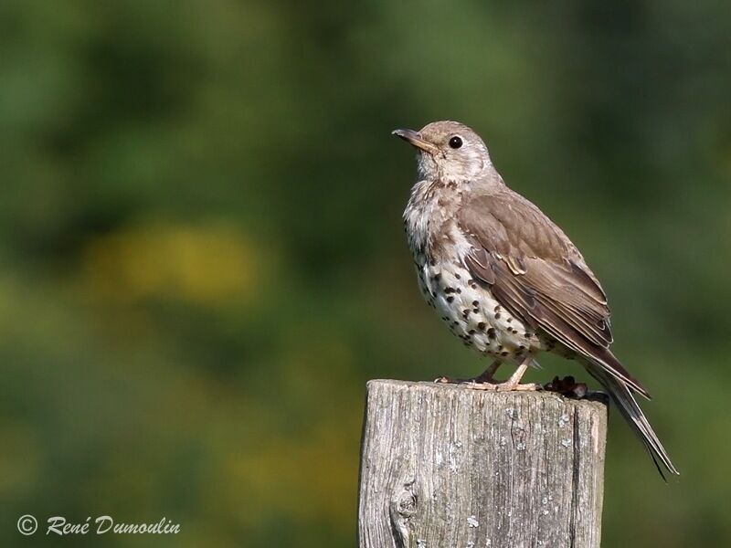 Mistle Thrushjuvenile, identification