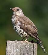 Mistle Thrush