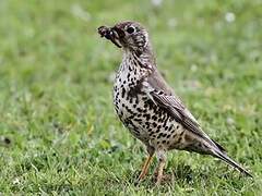 Mistle Thrush