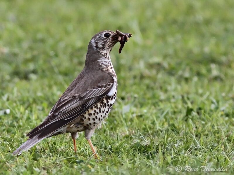 Mistle Thrushadult, identification, Reproduction-nesting