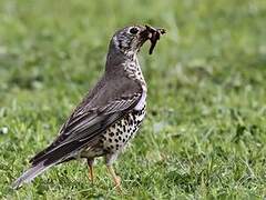 Mistle Thrush