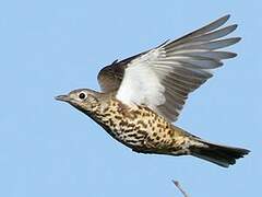 Mistle Thrush