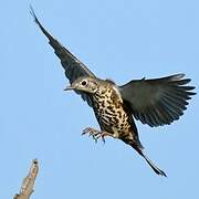 Mistle Thrush