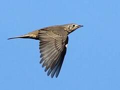 Mistle Thrush