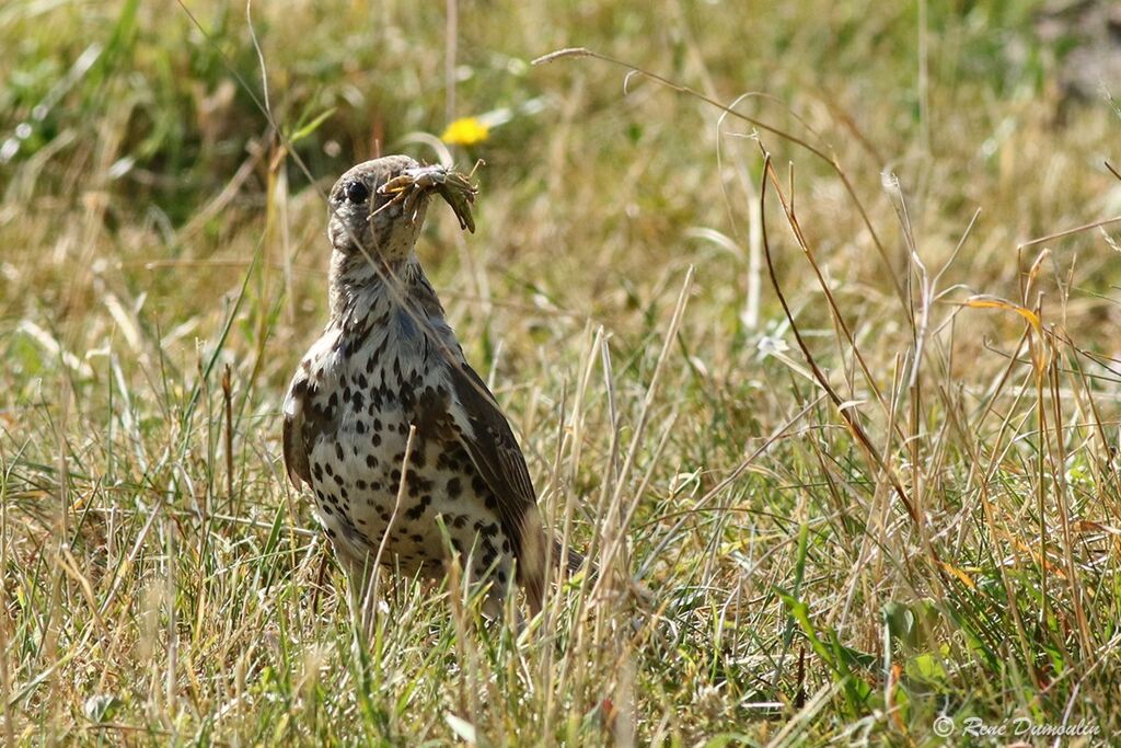 Mistle Thrush