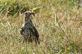 Mistle Thrush