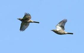 Mistle Thrush