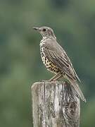 Mistle Thrush